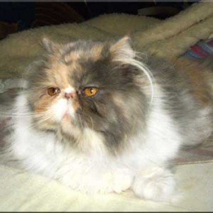 Holly Dumka*Pl koteczka perska szylkret niebieski